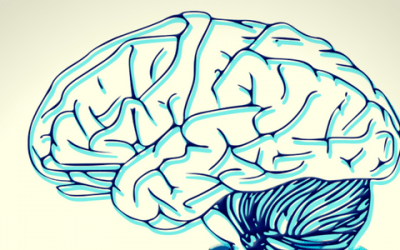 Decoding Leadership: The Neuro-anatomy of Successful Leaders