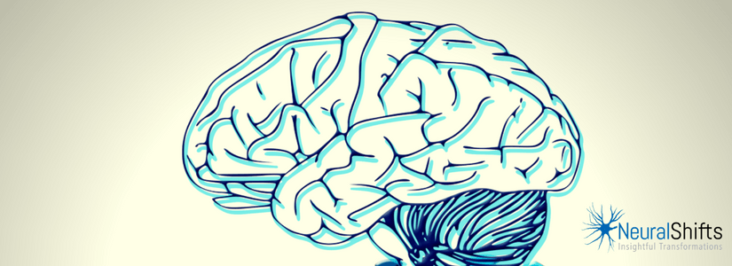 Decoding Leadership: The Neuro-anatomy of Successful Leaders