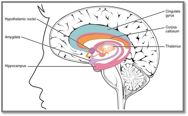 Limbic-sys